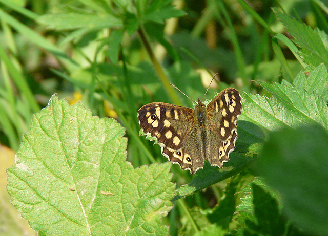 Speckled Wood