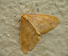 Mottled Umber