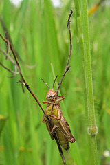 Short-Horned Grasshopper Hangin' Out