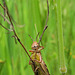 Short-Horned Grasshopper Hangin' Out