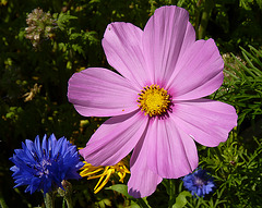 Patio Life: Cornflower & Cosmos