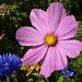 Patio Life: Cornflower & Cosmos