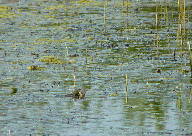 Marsh Frog