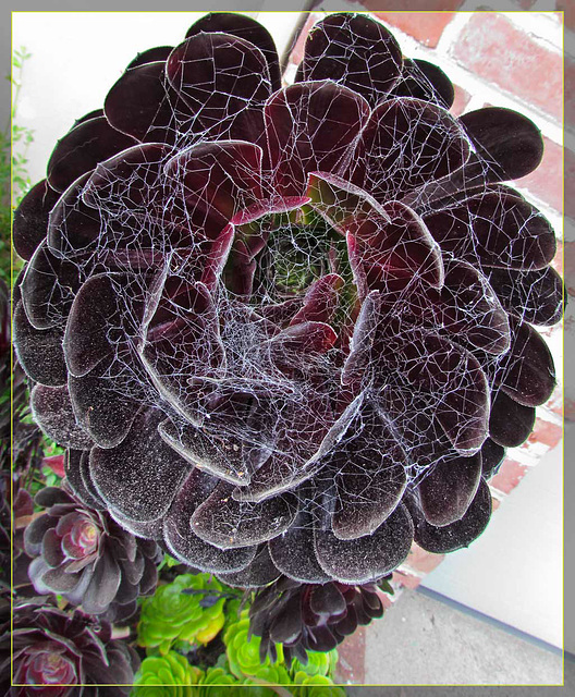 Web-Covered Succulent  (in my old Neighborood)