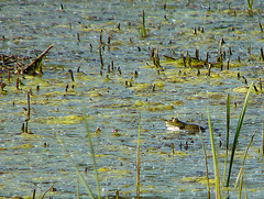 Marsh Frog