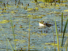 Marsh Frog