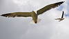 Gulls attacking