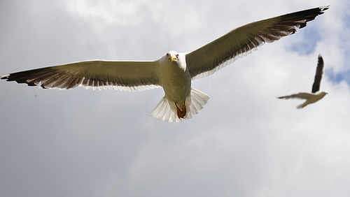 Gulls attacking