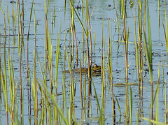 Marsh Frog