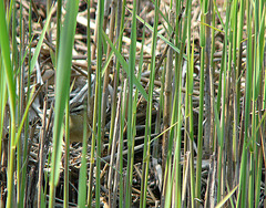 Sedge Warbler