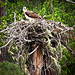 Osprey in Nest at the Applegate Reservoir, Oregon