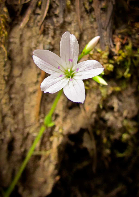 Spring Beauty