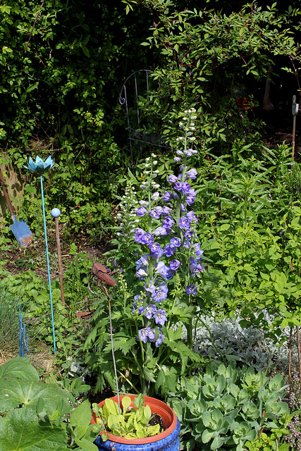 Delphinium