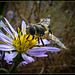 Hoverfly on Aster 2