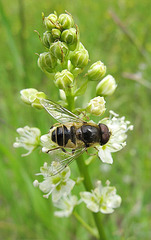 Male Syrphid Fly