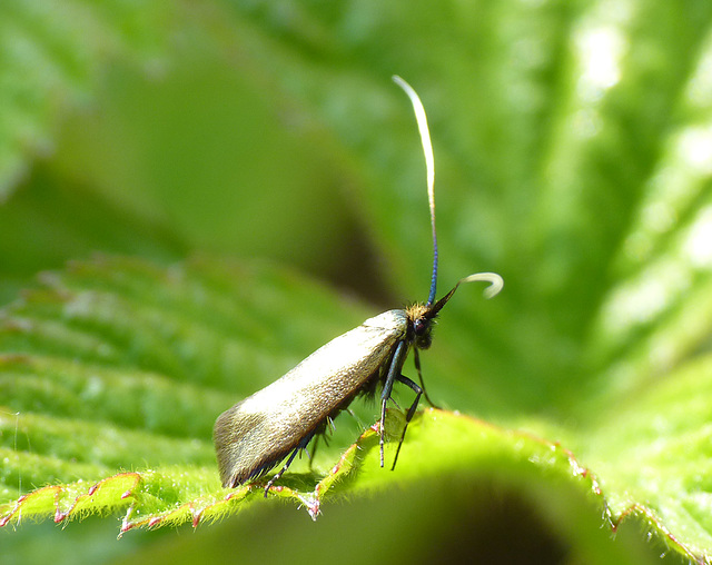 Adela reaumurella Female