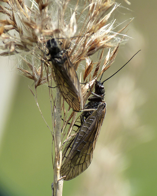 Alder Flies