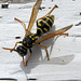 Potter or Mason Wasp, subfamily Eumeninae