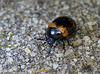 Diaperis boleti Beetle Face