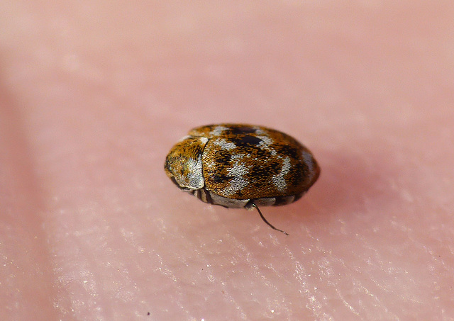 Uncooperative Carpet Beetle