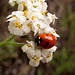 7-Spot Ladybug on Yarrow, Applegate Reservoir, Oregon