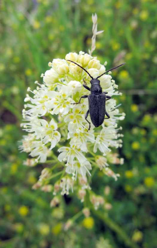 beetleonflower