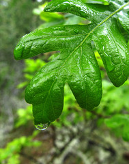 drippingoakleaf