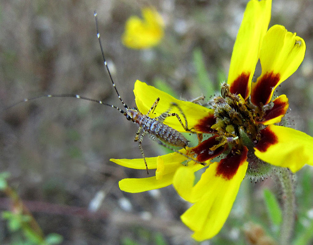 speckledcricketonyellowflower2