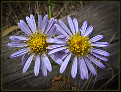 Pair of Asters