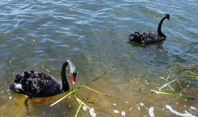 Lake Wendouree