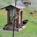 Flock of male Black Headed Grosbeaks, male House Finch, Male Cowbird