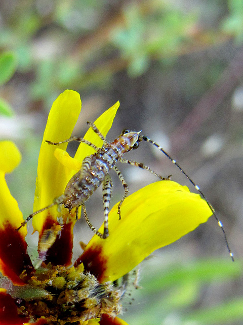 speckledcricketonyellowflower