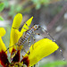 speckledcricketonyellowflower