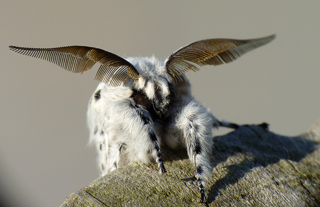 Puss Moth Face