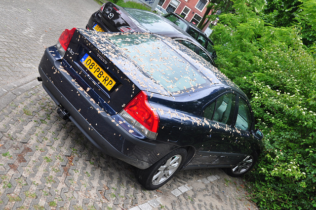 Decorated Volvo