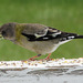 eveninggrosbeakfemale