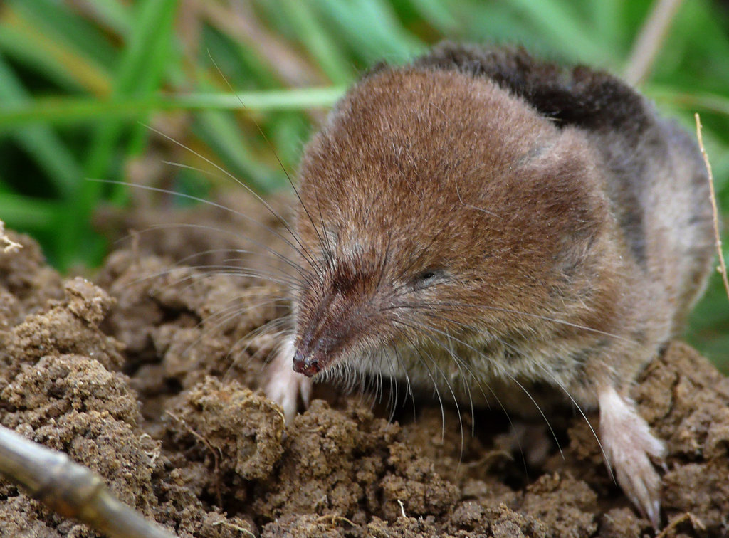 Mole