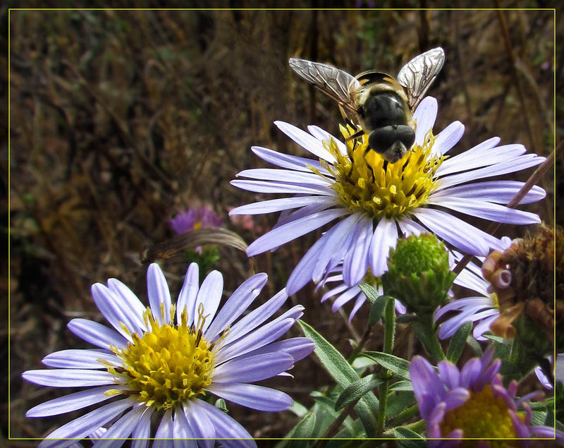 Hoverfly on Aster