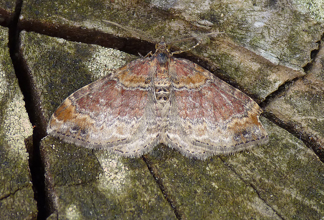 Red Twin-spot Carpet