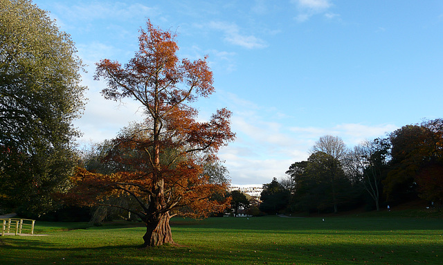 The Tree