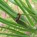 Soldier Beetle, family Cantharidae 2