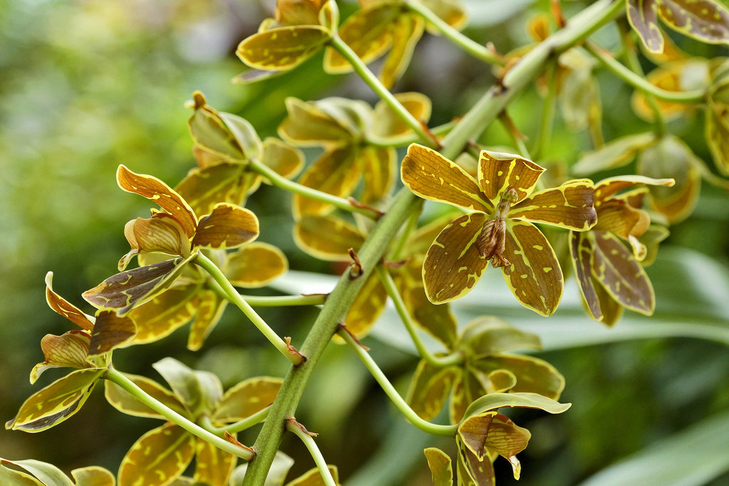 Brown Orchids With Green Bokeh – Phipps Conservatory, Pittsburgh, Pennsylvania