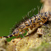 Orchesella villosa