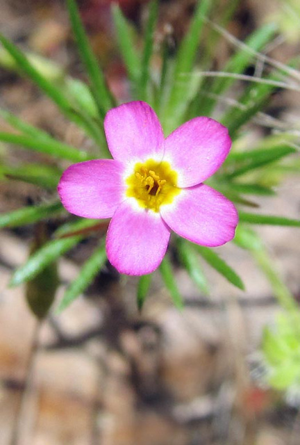 Pink Flower