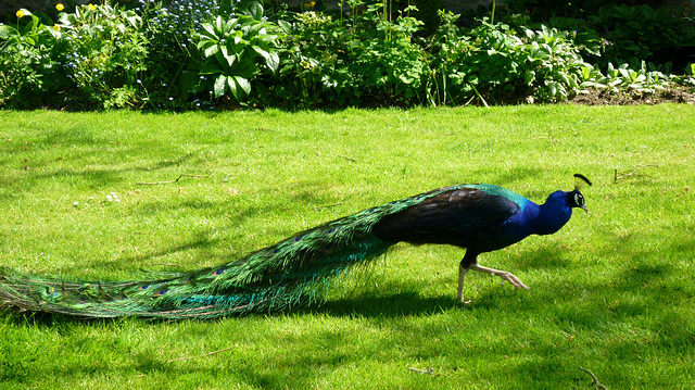 Peacock