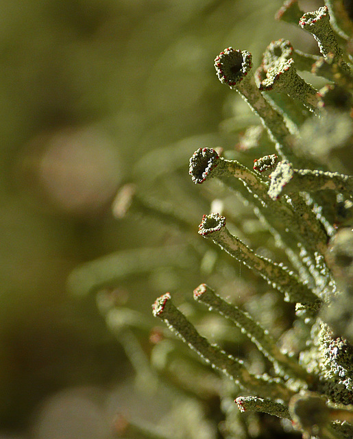 Cup Lichen Flowers