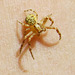 Ground Crab Spider instar, genus Xysticus