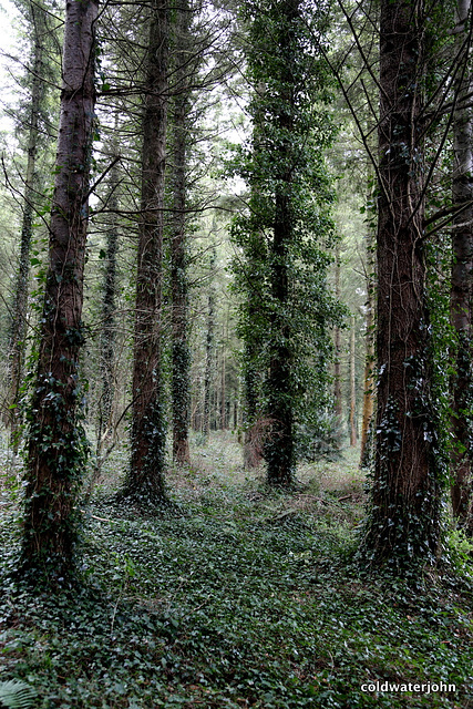 Marl Bog Woodland Walk