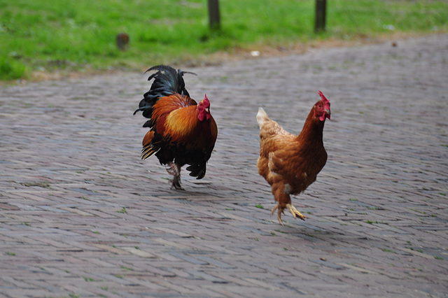 Mr. and Mrs. Chicken