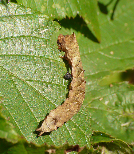 Peach Blossom Caterpillar